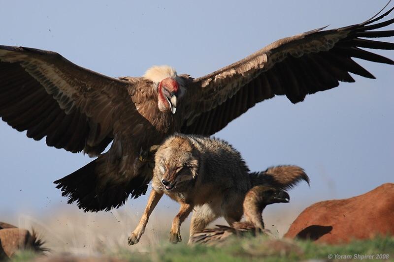Vulture attacks a jackal : r/natureismetal