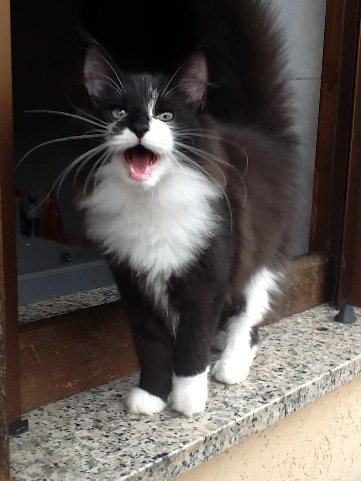 黒と白のタキシードを着たノルウェージャンフォレストキャット。彼は