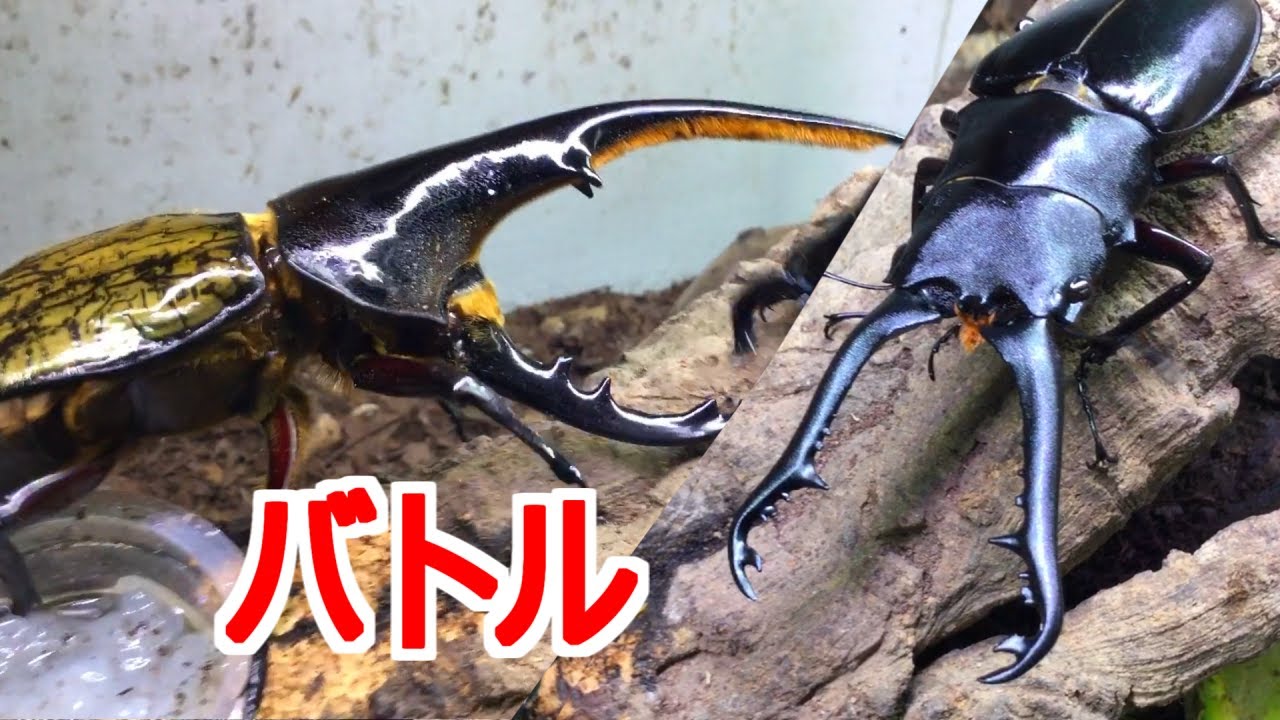 ヘラクレスオオカブトvsギラファノコギリクワガタ80ミリ - YouTube