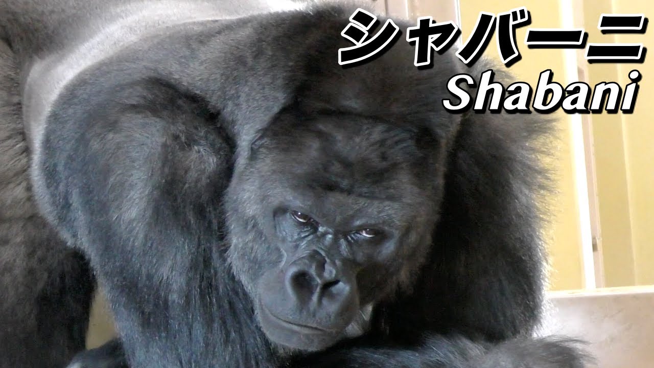 シャバーニ】絶対惚れる 超イケメンのゴリラを紹介〜自慢のシルバー