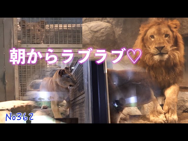 No.362 [Must See] Ito and Perche's lovey-dovey behavior from the