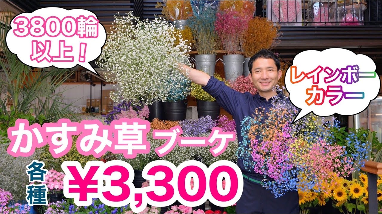 今だけ！初物、厳選『かすみ草』この違いを体感してください。 限定数