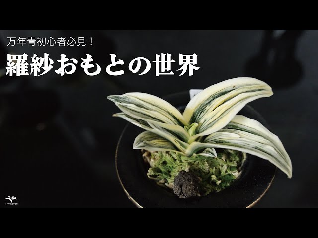 I'll teach you how to make Rassa Omoto! / Small Leaf Omoto - YouTube