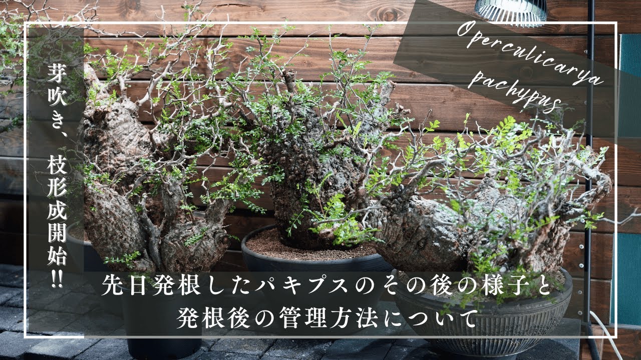 パキプスの発根管理（現地発根株）｜全8株スピード発根！その方法
