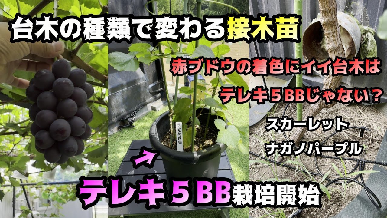 ぶどう畑の維持・拡大のために台木を増やします！ - YouTube