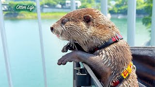 Otter Tourism Ambassadors Who Also Work Hard in Cleanup Activities