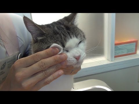 ≪ぺット手帳≫猫ちゃんも気持ちいい！涙やけのケア方法 - YouTube