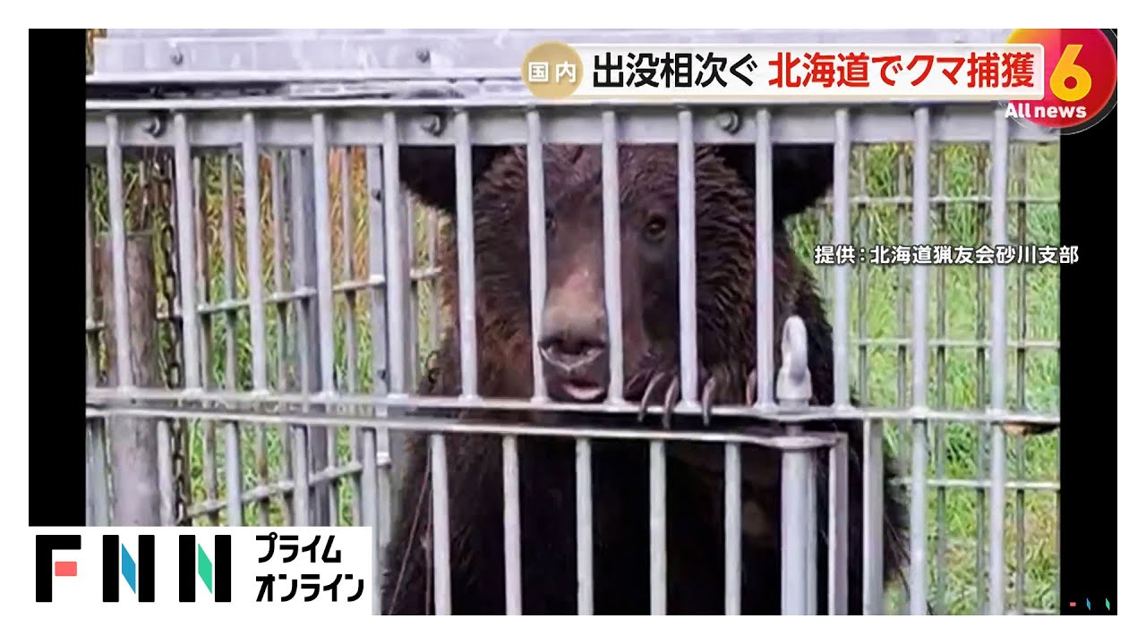 鋭い爪で威嚇…体長2mのヒグマ捕獲 9日連続で出没相次ぐ 北海道・砂川市