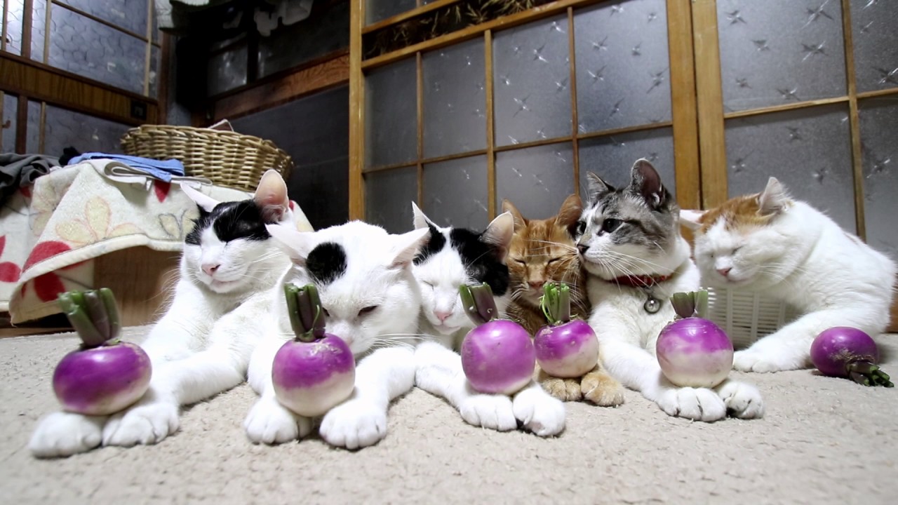 のせ猫 x 6つのカブ 161209 - YouTube