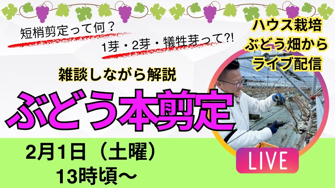 ぶどう本剪定ライブ2月1日(土曜)13時頃～ - YouTube