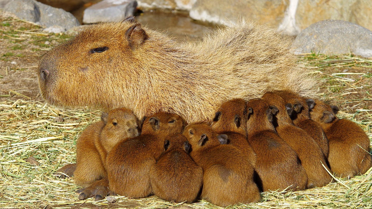 11匹の仔カピバラが誕生！伊豆アニマルキングダム ( 11 baby capybaras