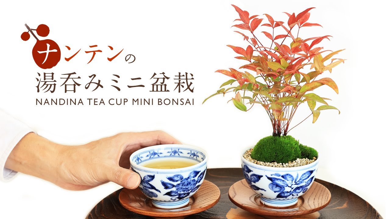 Autumn” made for 2dollars Nandina Teacup MINI BONSAI【Bonsai diary