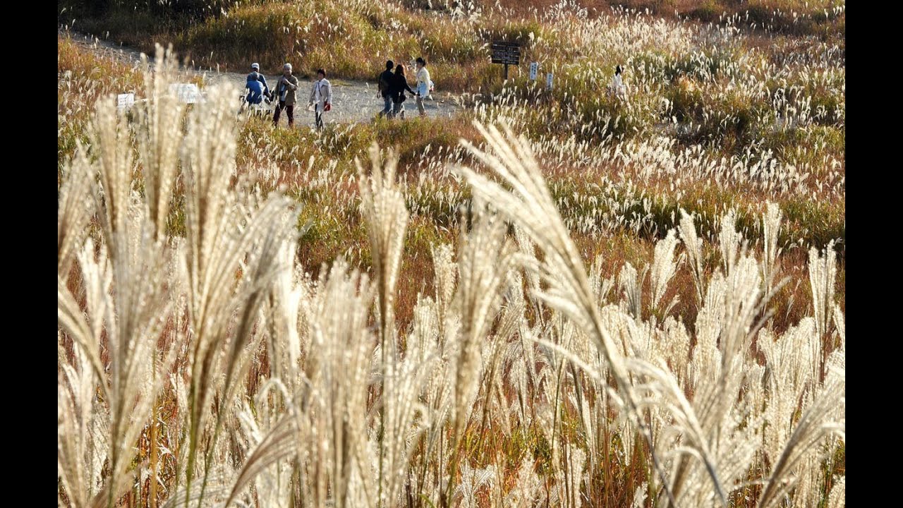 4K】砥峰高原でススキ見頃 兵庫県神河町 - YouTube