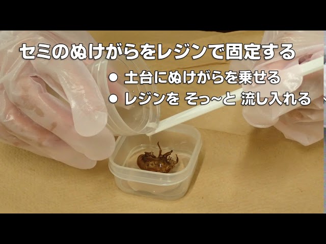 セミのぬけがらで樹脂標本を作ろう - YouTube