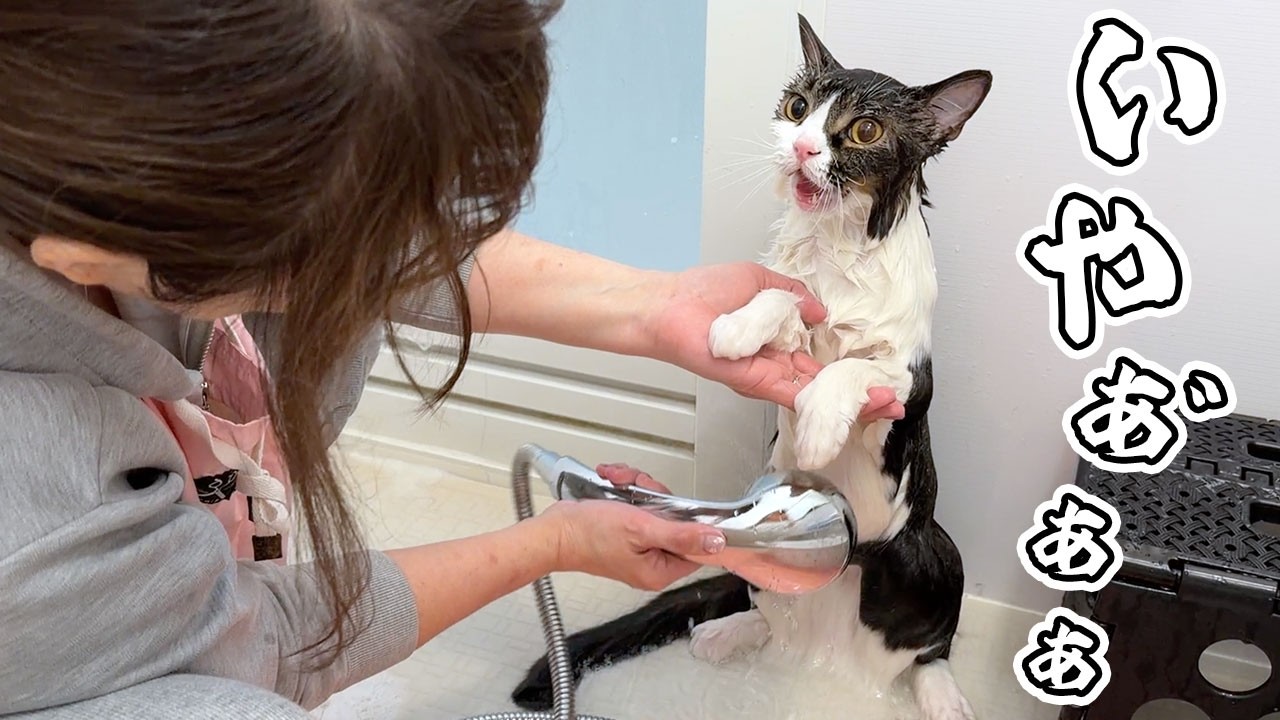 紙もの福袋】Ayyjewel様Happy Box 2025❕/ネタバレ注意【開封動画