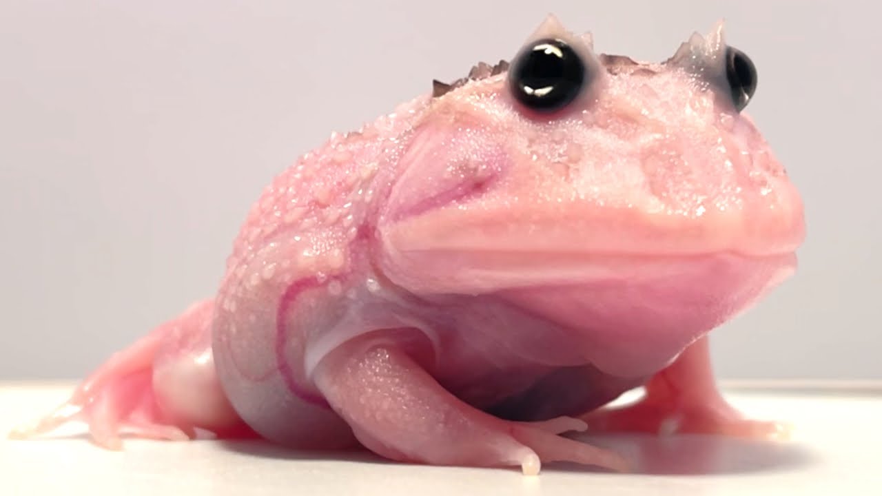 Frog that became transparent due to mutation [Cranwell's frog