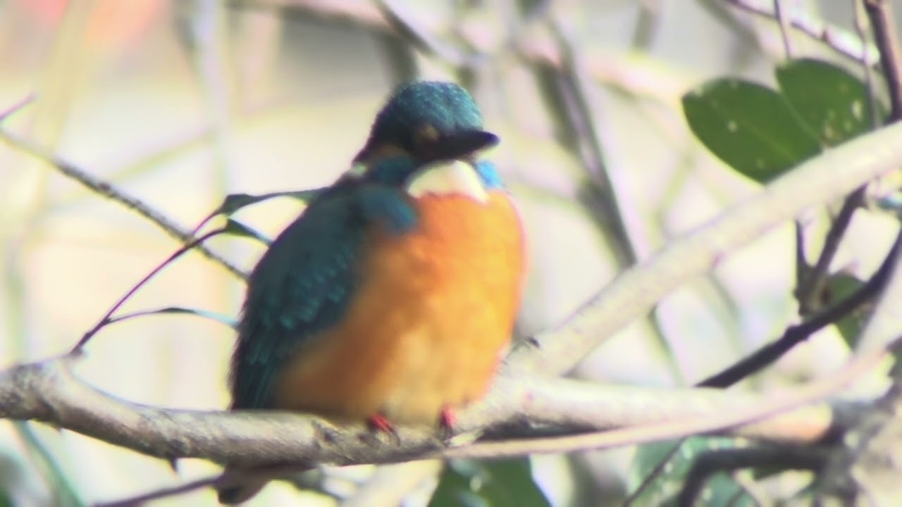 善福寺川 カワセミ - YouTube