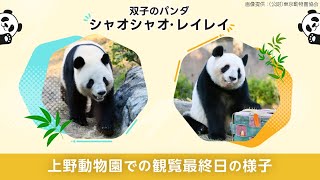 上野動物園の双子のパンダ「シャオシャオ」と「レイレイ」特集 - Yahoo