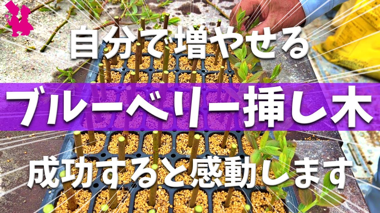 It's fun to do] We'll demonstrate how to take blueberry cuttings