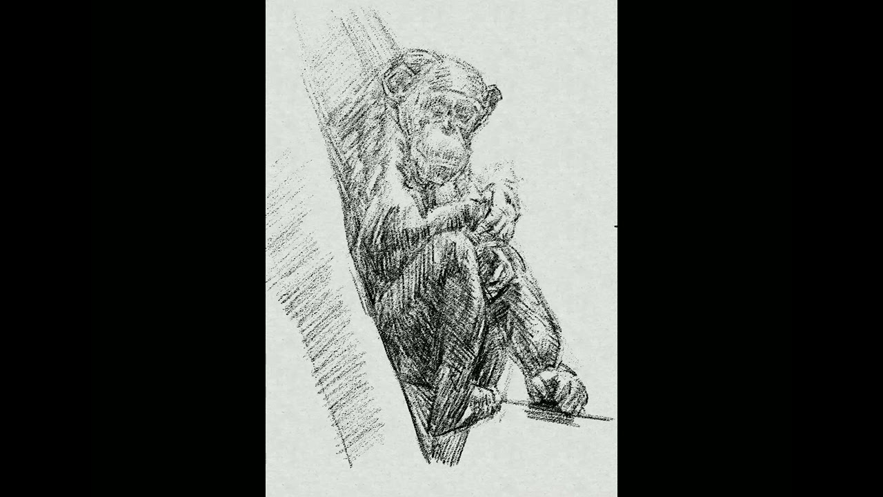 動物の絵】チンパンジーを描いてみた - YouTube