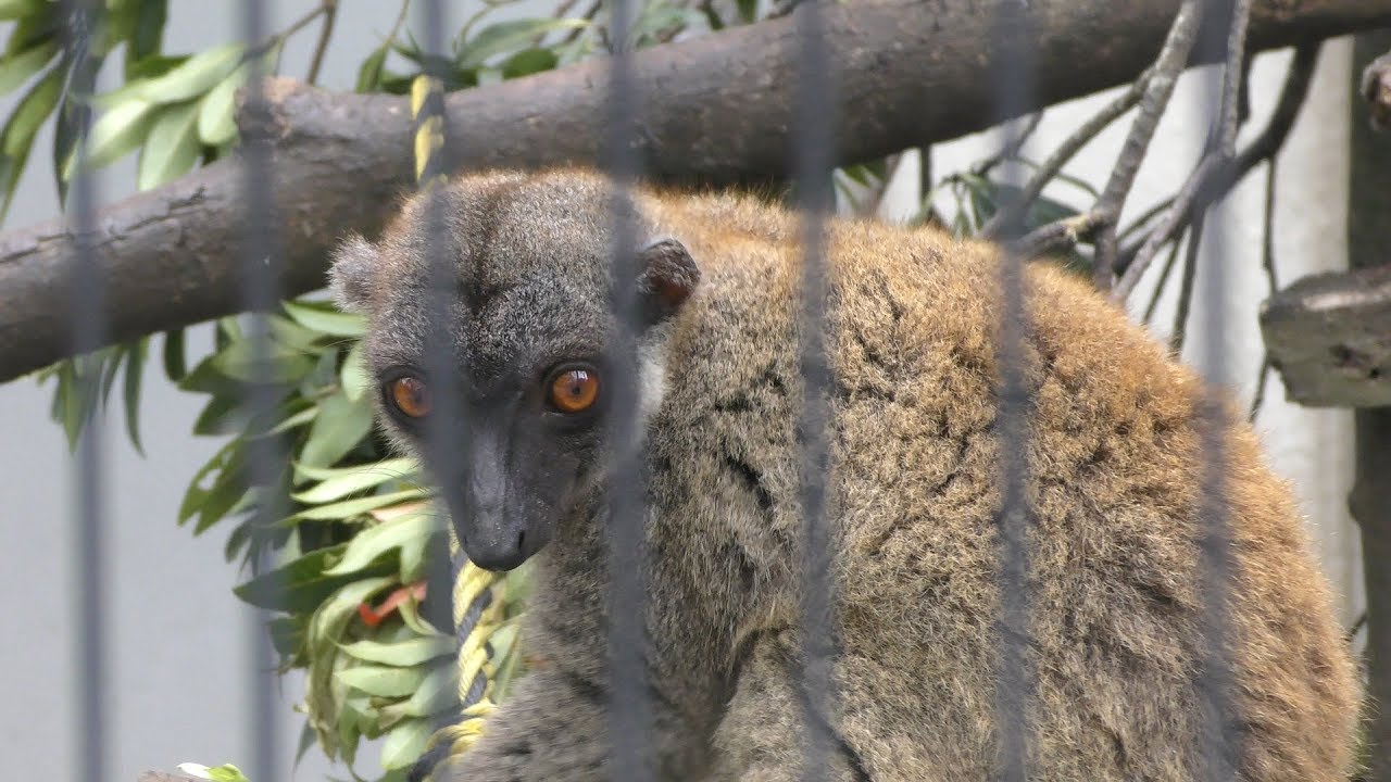 White-headed lemur (Neo Park Okinawa, Okinawa, Japan) May 9, 2019
