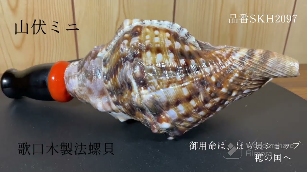 法螺貝 約37㎝ 木製歌口,新品 MH-459 法螺貝 約37㎝ 木製歌口,新品 MH