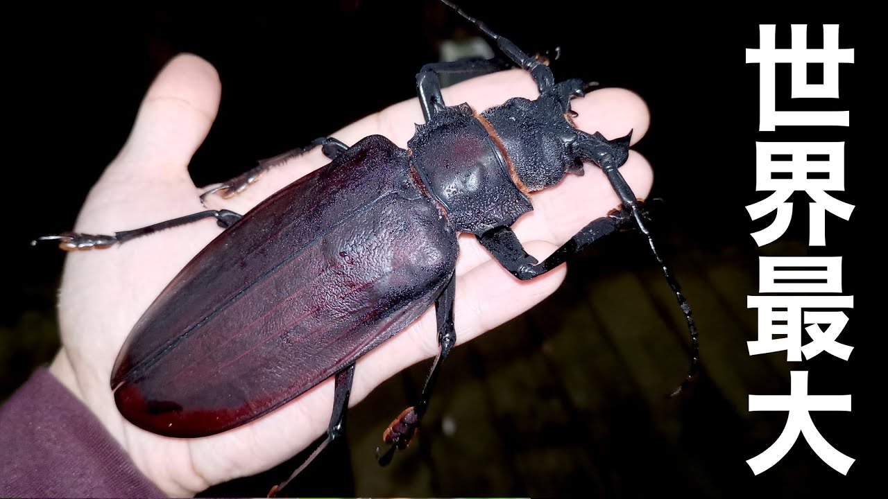 I caught Titanus Giganteus in the South American forest! - YouTube