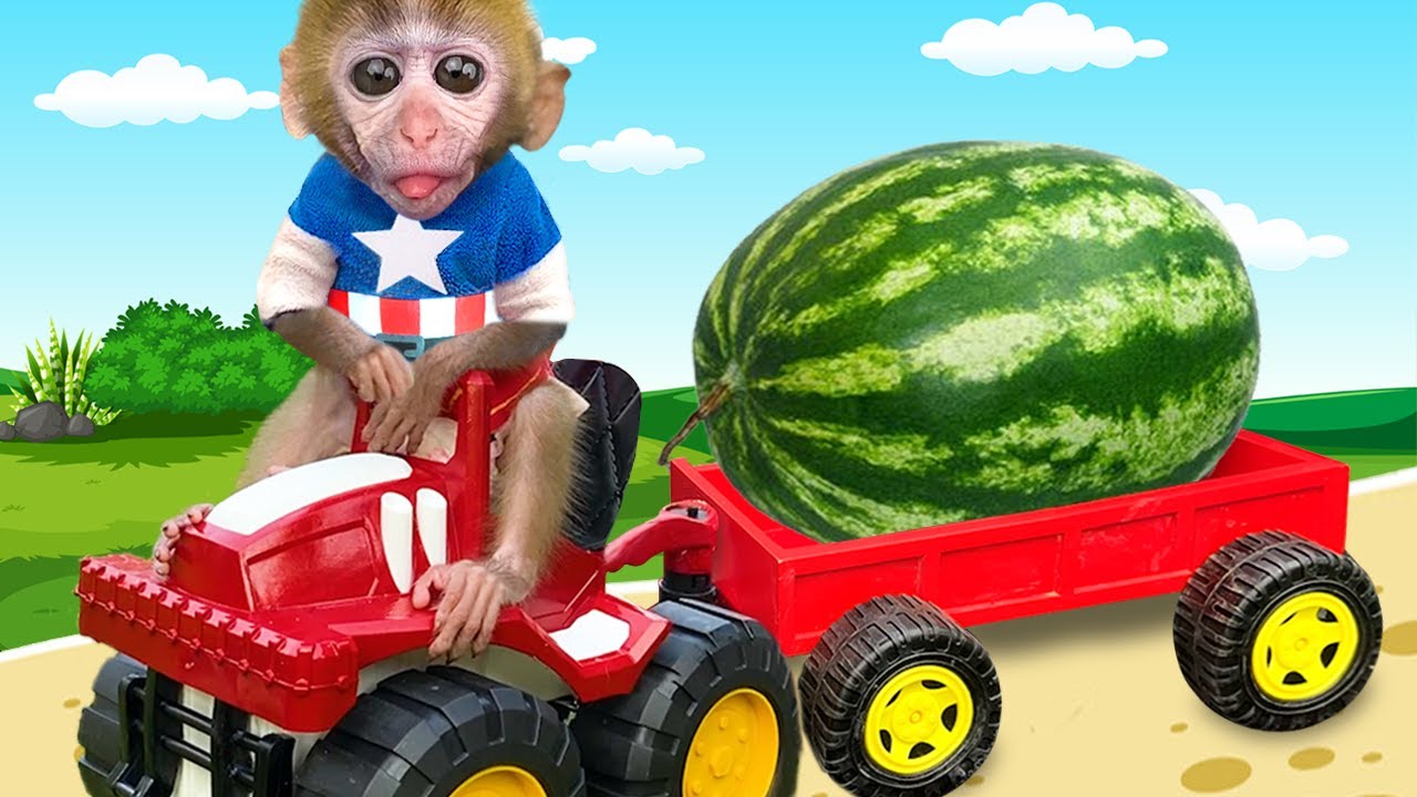 Baby Monkey Chu Chu to the toilet and plays with Ducklings in the