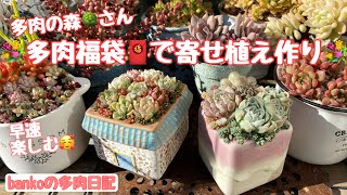 多肉日記#64】多肉福袋の苗と鉢で🧧寄せ植え2つ作りました💐💐 - YouTube