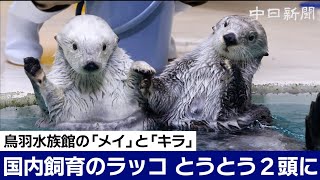 国内で飼育されているラッコがついに2頭に 鳥羽水族館の「メイ」と