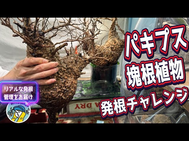 塊根植物】パキプス発根管理のリアルをお届けします（山採り株と現地発