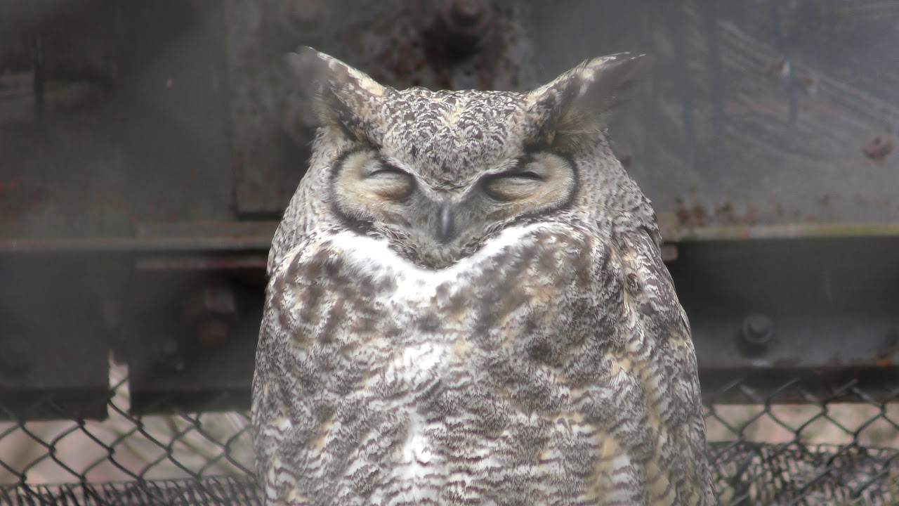 Great Horned Owl (MORIOKA ZOOLOGICAL PARK, Iwate, Japan) April 12