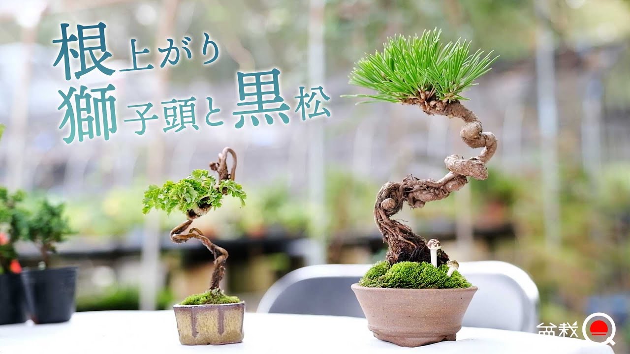 Mini bonsai of lion's head maple and black pine [Bonsai Q] - YouTube