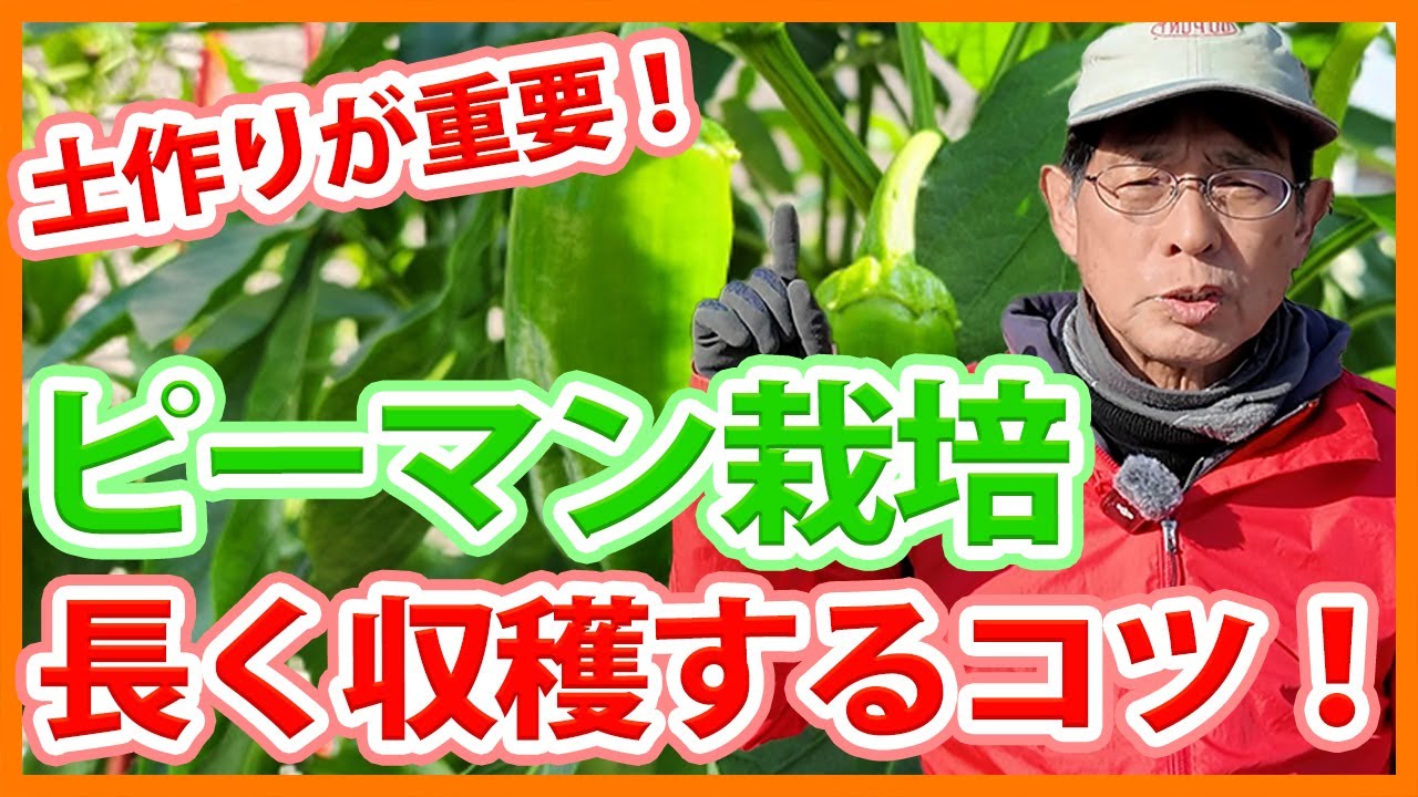 Aim for a long harvest by cultivating peppers in your home garden