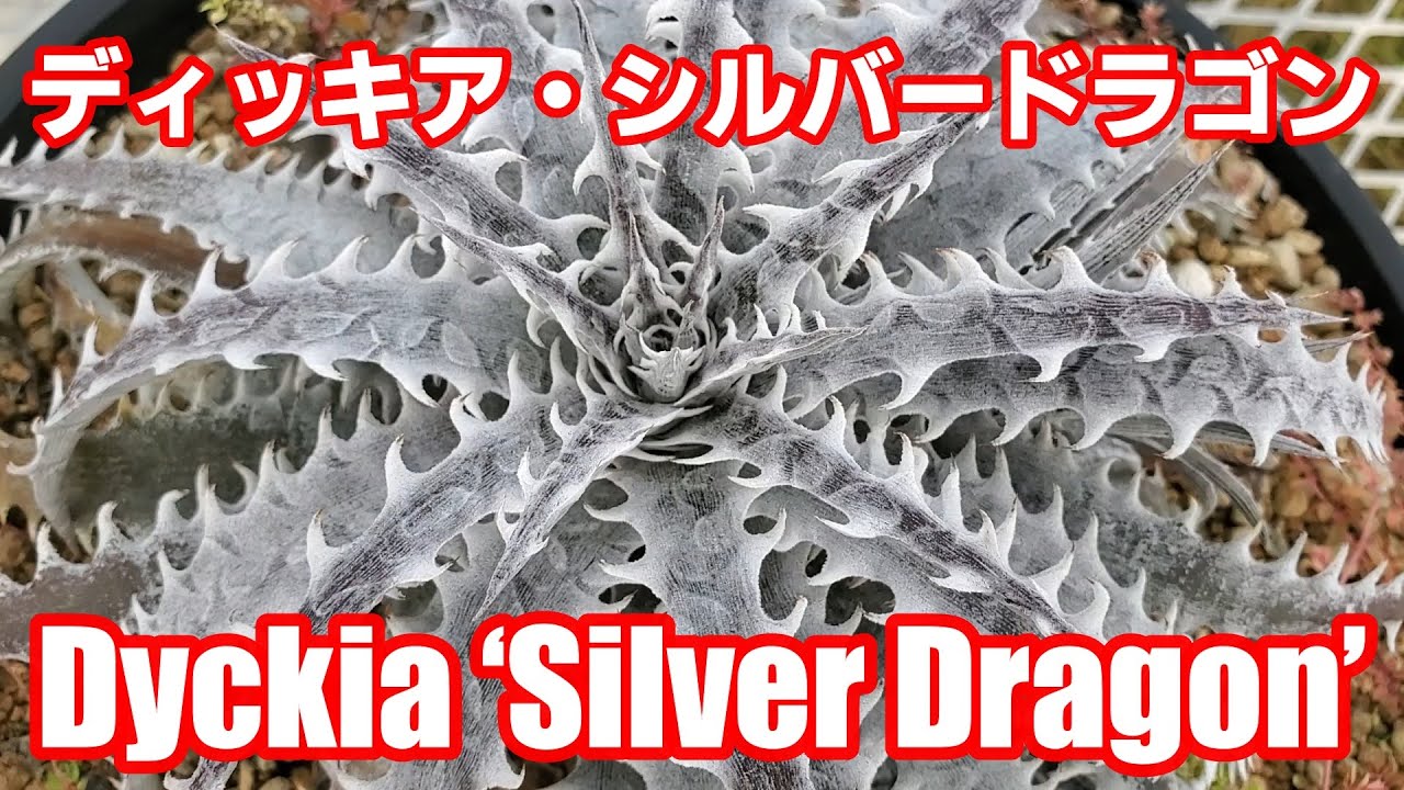 ディッキア・シルバードラゴン：Dyckia 'Silver Dragon' 品種紹介