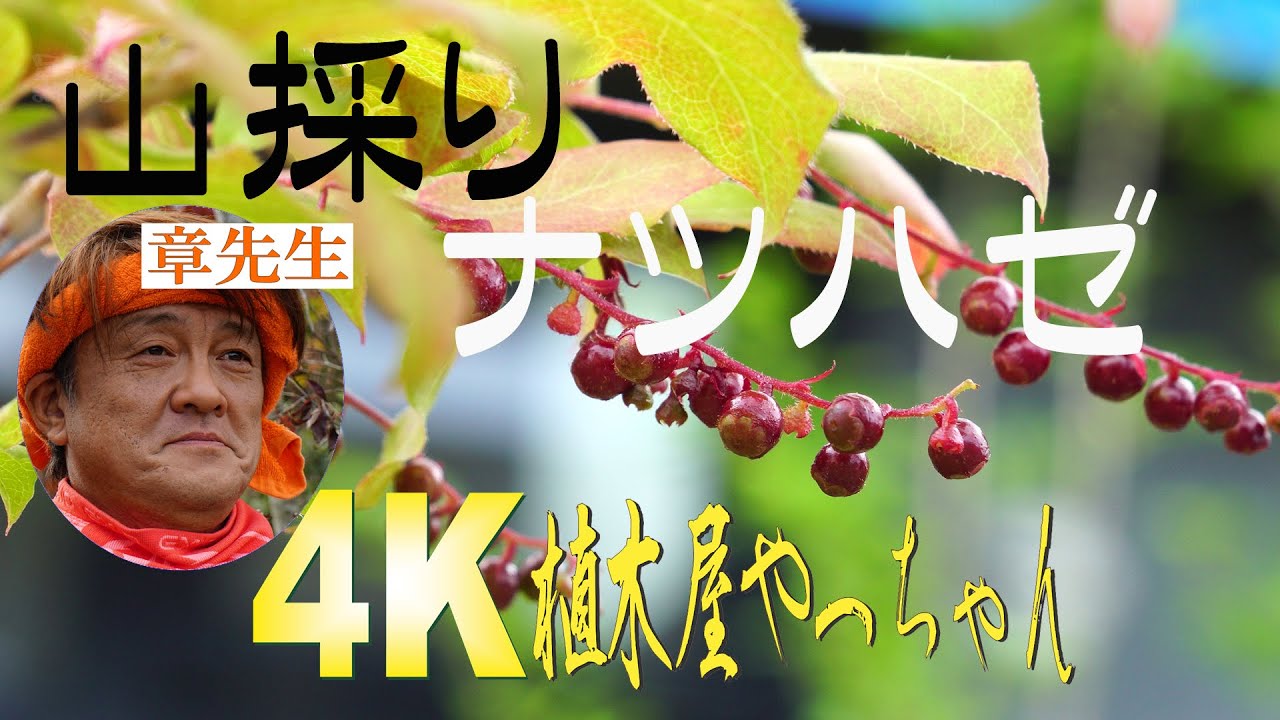 山採りナツハゼの実 2022 - YouTube
