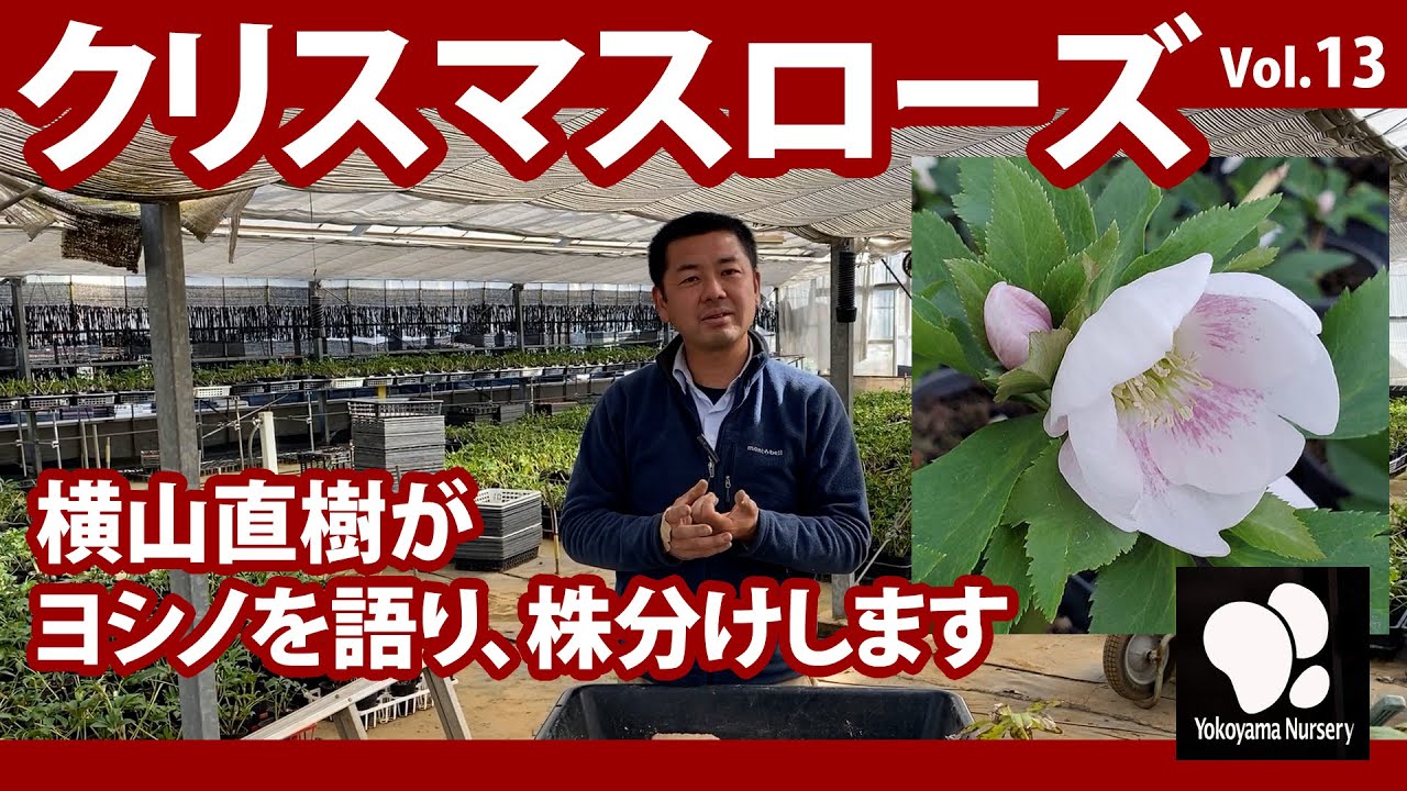 クリスマスローズ (13) ヨシノについて ◇横山園芸 公式◇ 【2022