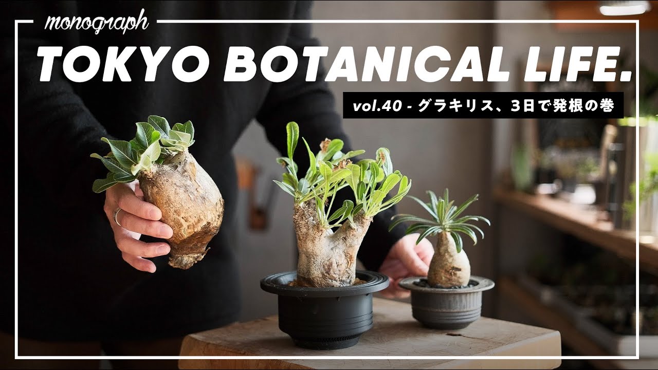 3日で発根!? パキポディウム・グラキリスの新しい発根管理法が調子良い