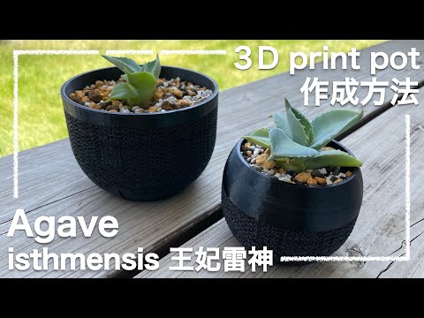 アガベ】王妃雷神のために3Dプリント鉢を作ってみた！【I made a pot