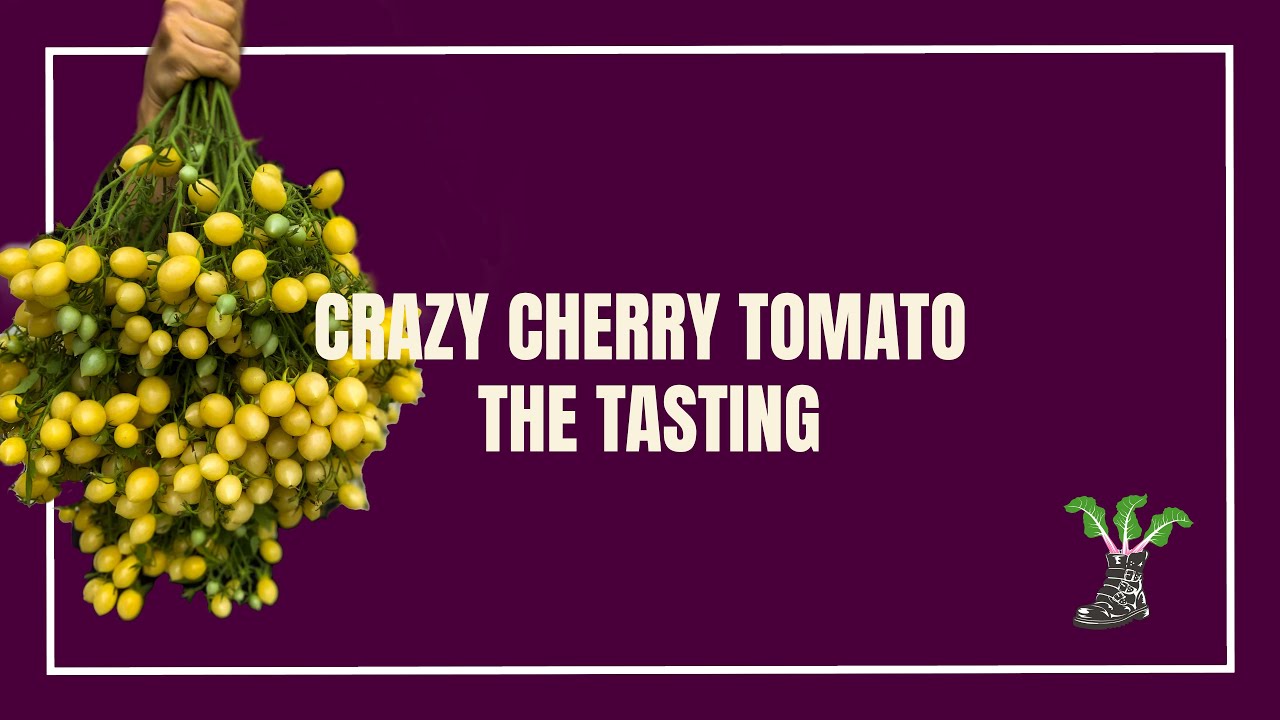 Buy Tomato Crazy Cherry Seeds | She Grows Veg
