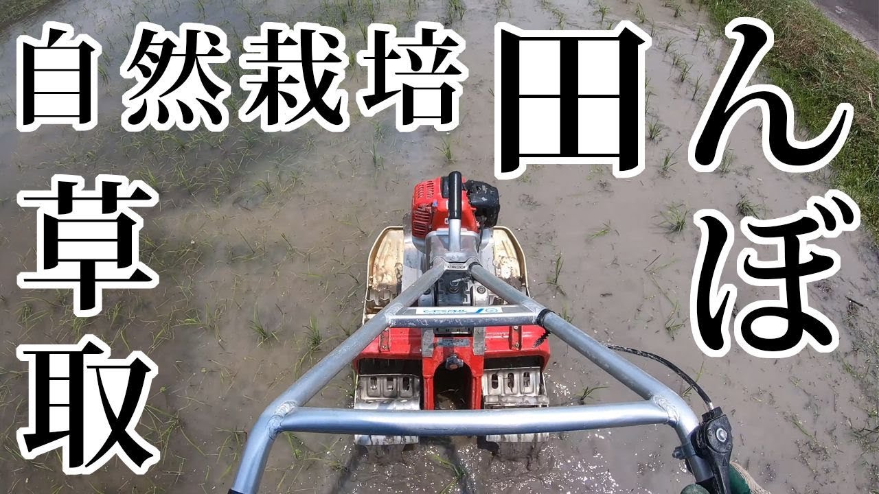 水田除草機ミニエース】で草ボーボーの田んぼを除草した！ - YouTube
