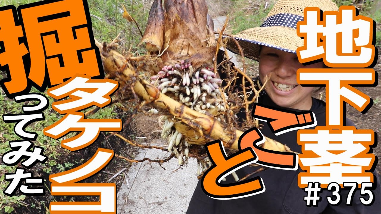 竹の子が根っこにどうやって繋がってるか知ってる？？…掘って確かめて