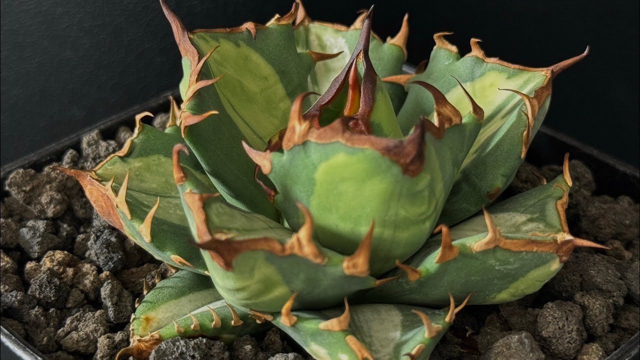 アガベ・チタノタ 姫厳竜白中斑（小株）-001｜agave titanota dwarf m