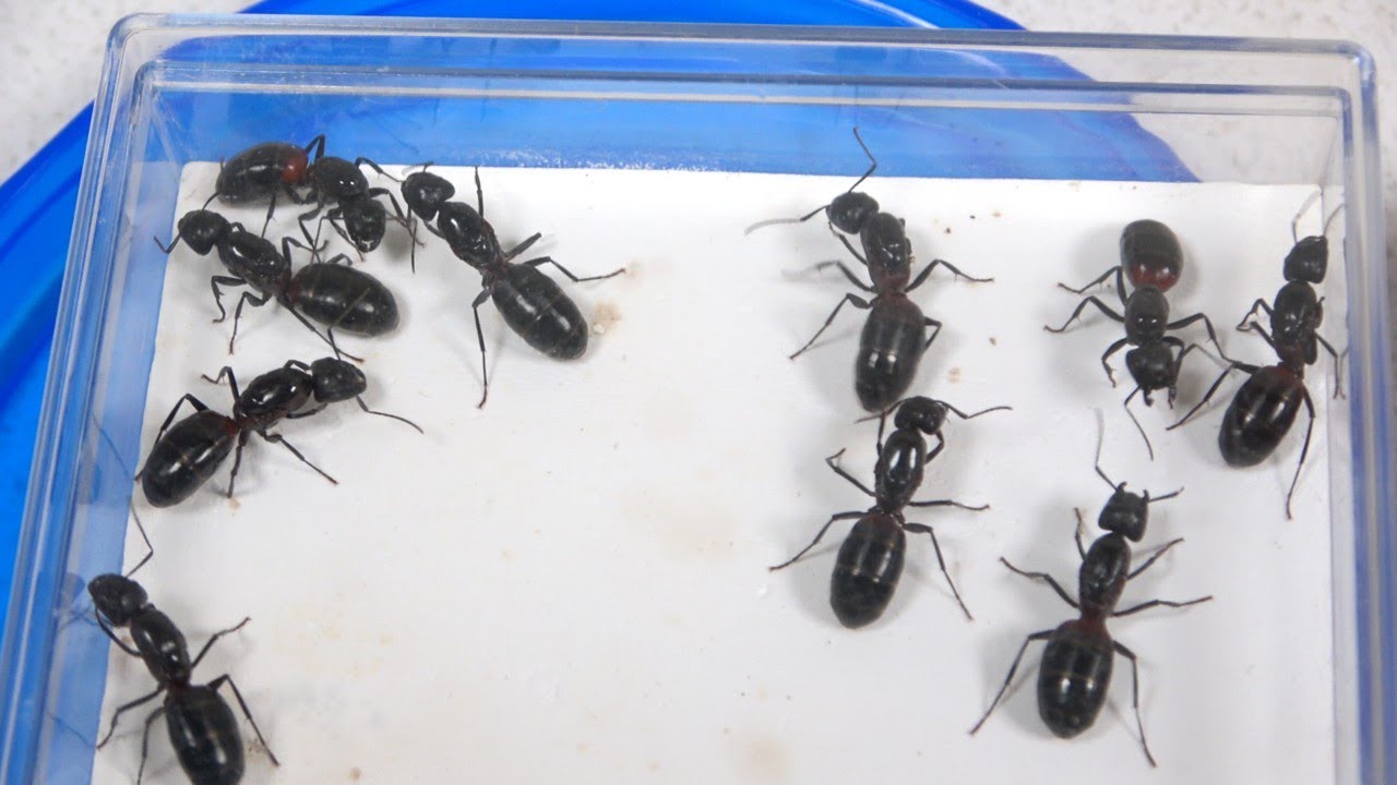 20年以上前入手困難超レア懸賞当選品永谷園大相撲バスタオル未使用箱付