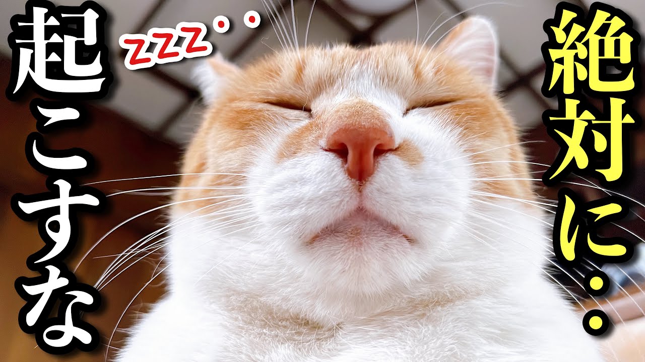 An Angel While Sleeping, a Tyrant When Awake | Our Cat's