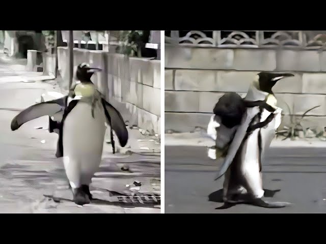 True Story] A penguin returns a favor by buying a fish. Refusing