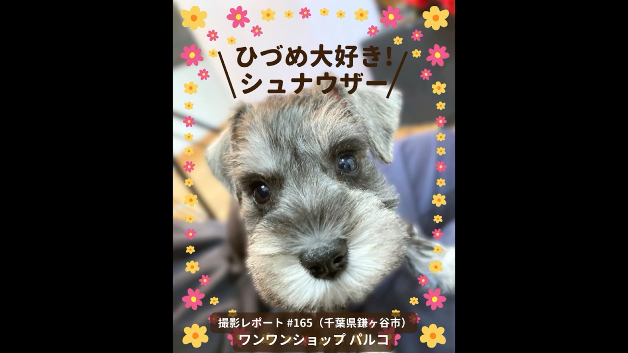 PICTWANカレンダー2026 シュナウザー【L判】