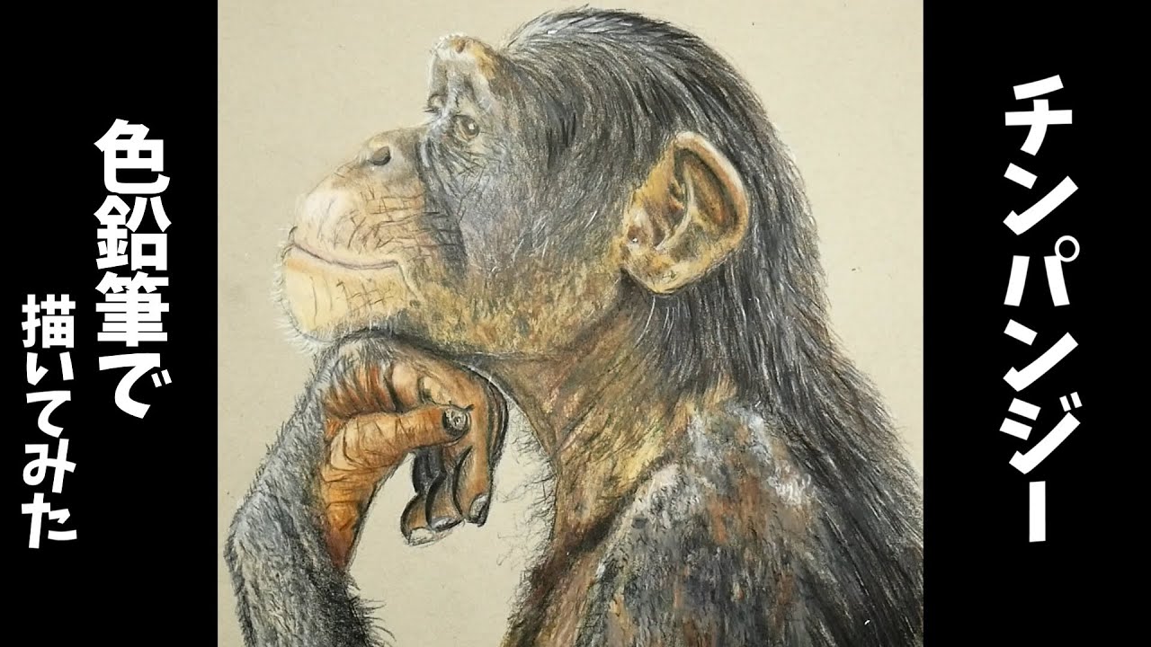 色鉛筆でチンパンジーを描いてみた - YouTube