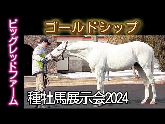 Gold Ship Big Red Farm Stallion Exhibition 2024 - YouTube