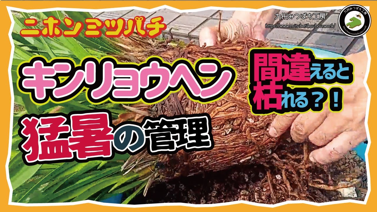 If you do it wrong, it will die! [How to care for goldenrods in